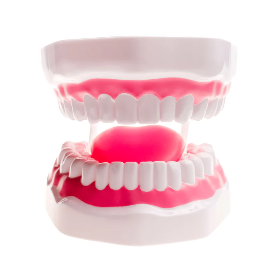 TalkTools® Mouth Demonstrator oral motor model for demonstrating tongue placement and articulation