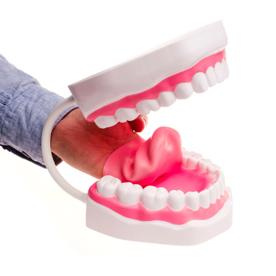 Logicana TalkTools® Mouth Demonstrator mouth model used in speech therapy education
