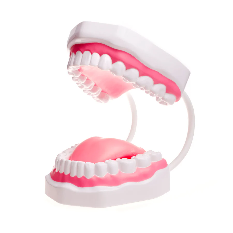 Logicana TalkTools® Mouth Demonstrator model showing tongue placement for articulation training